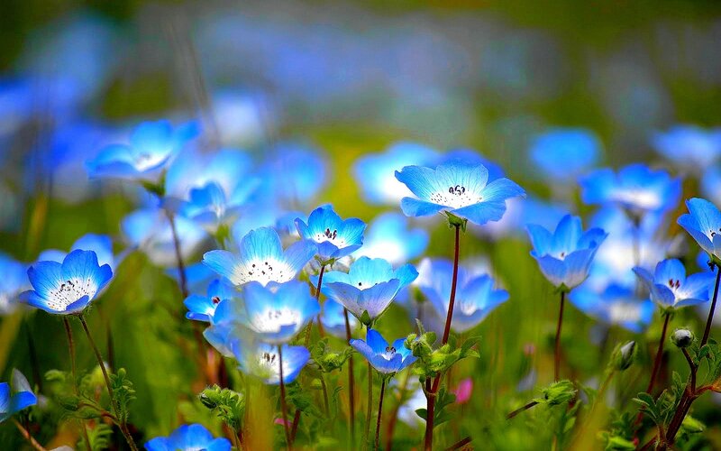 Blue flowers in a field