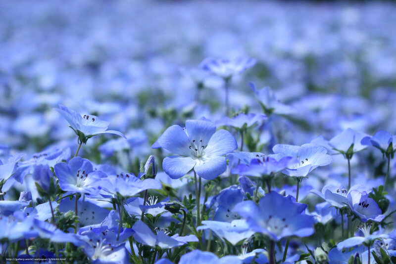 blue flowers in a field