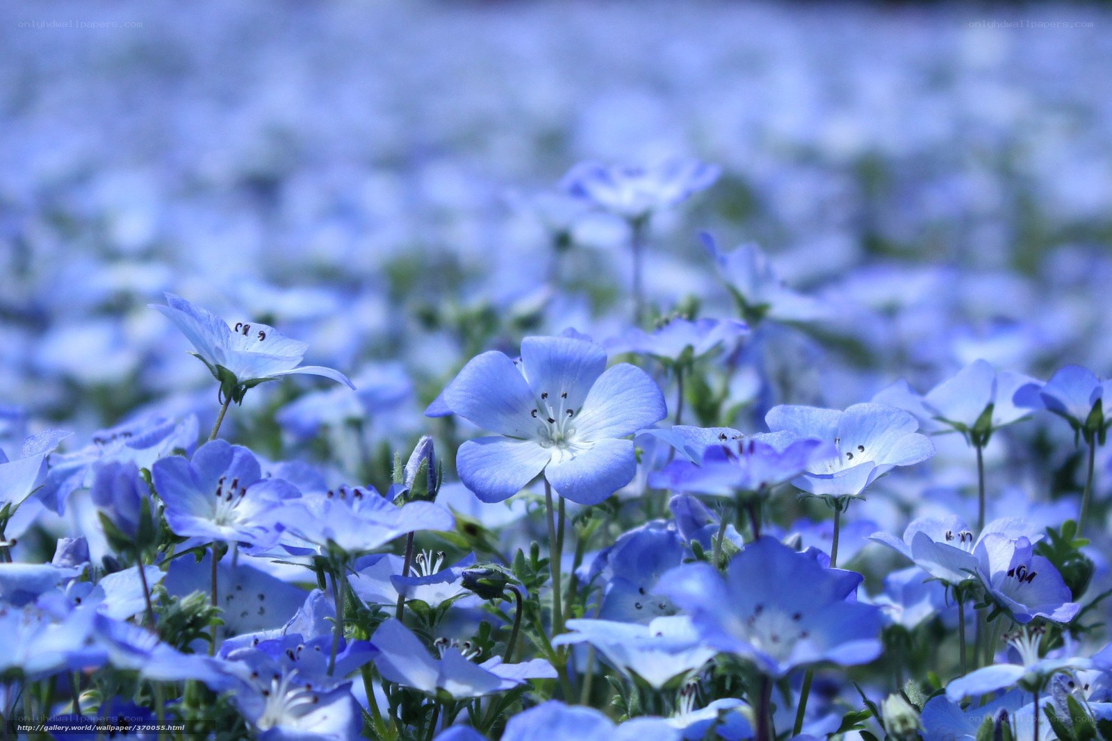 blue flowers in a field