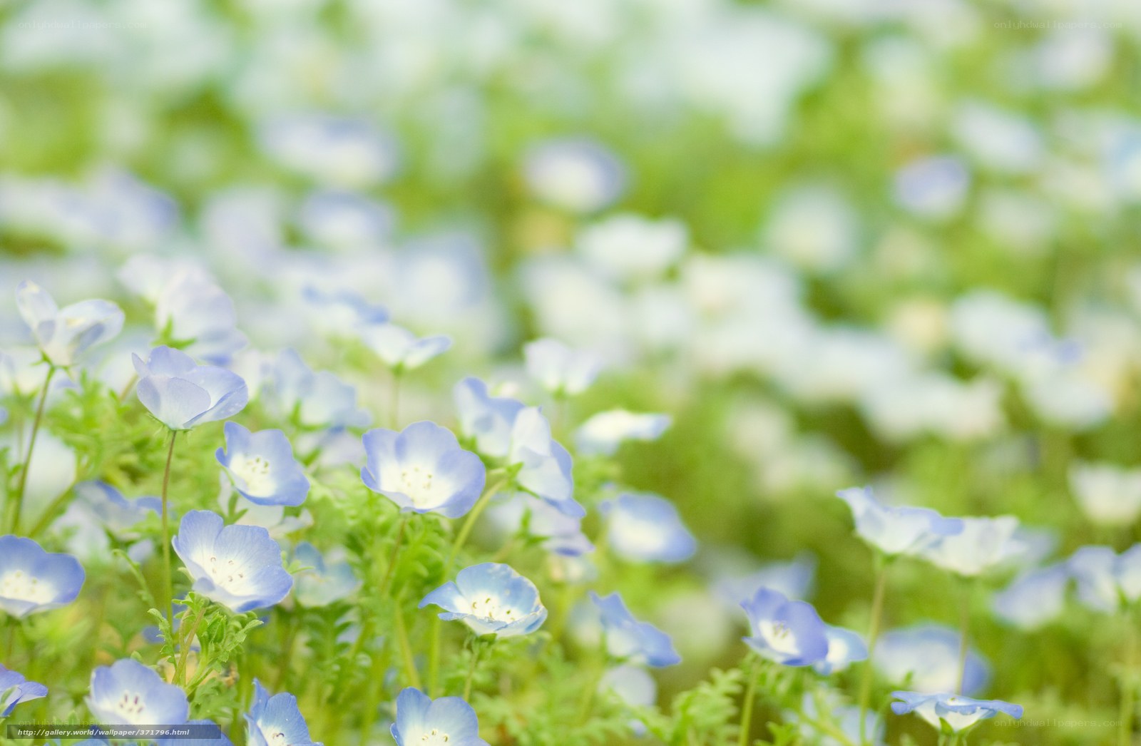 Blue flowers in a field