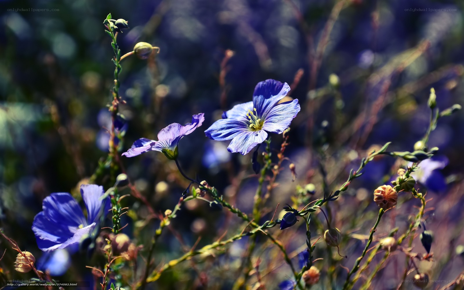 Blue flowers in a field