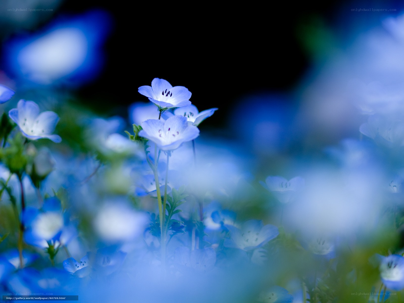 Blue flowers in a field