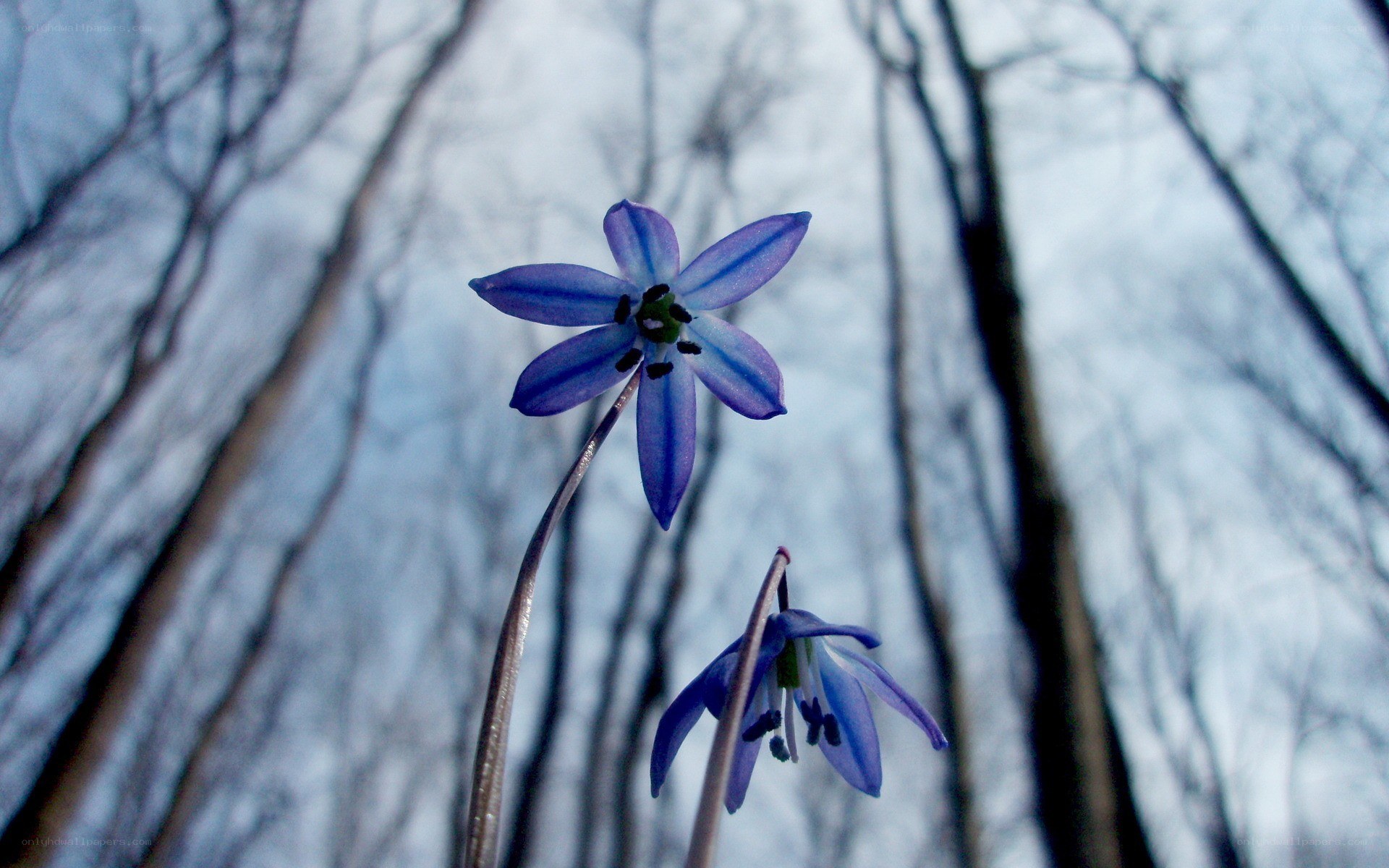 Blue flowers in a forest