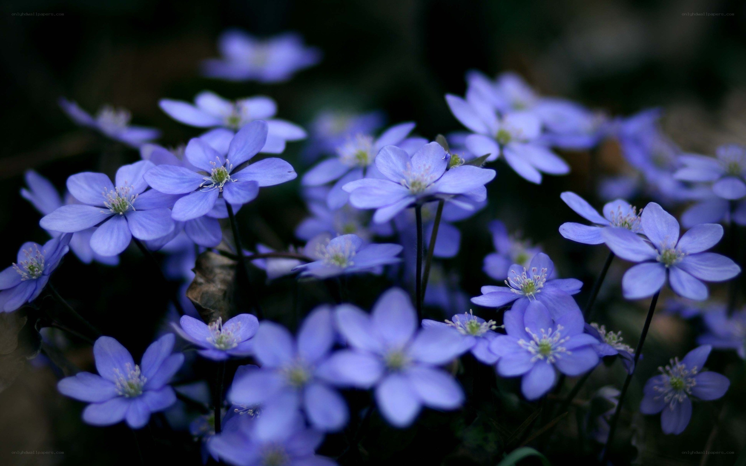 blue flowers in a forest