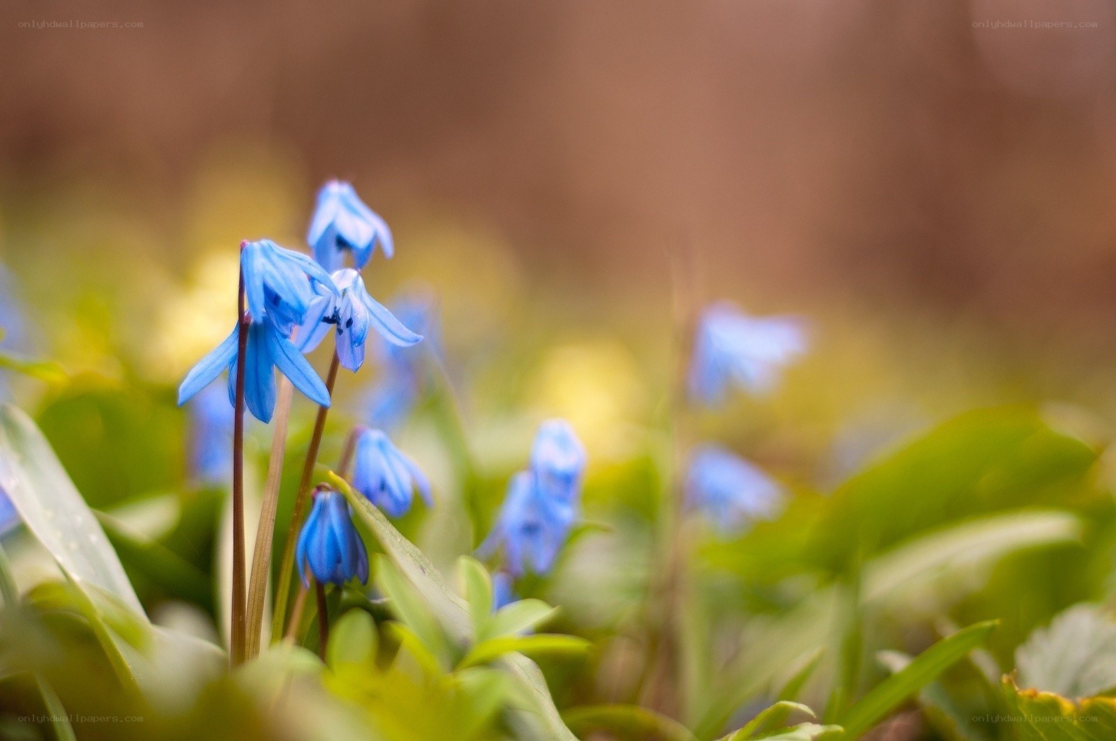 Blue flowers in a forest