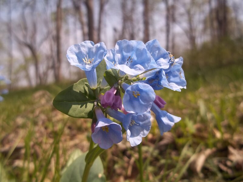 blue flowers in a forest