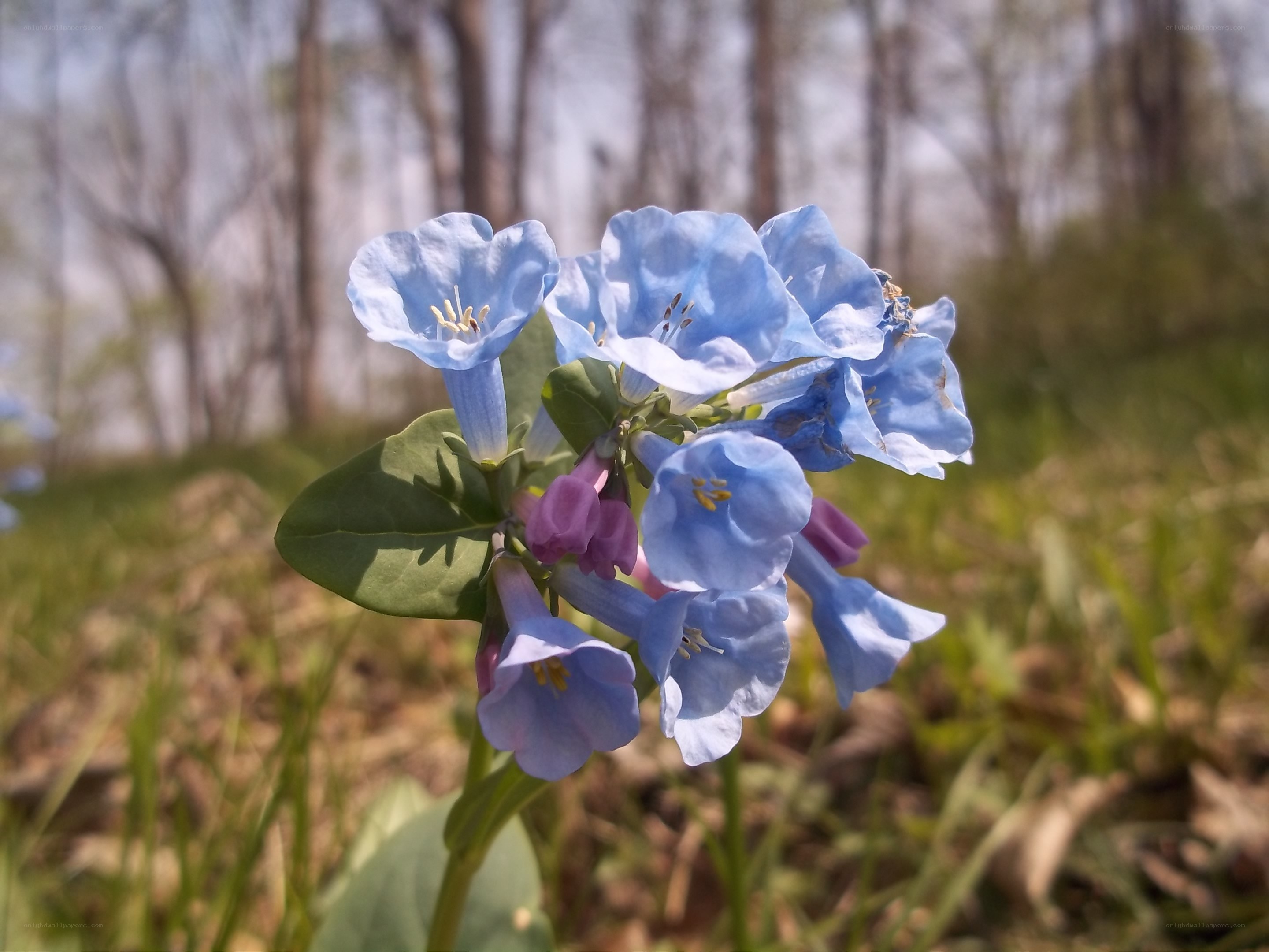 blue flowers in a forest