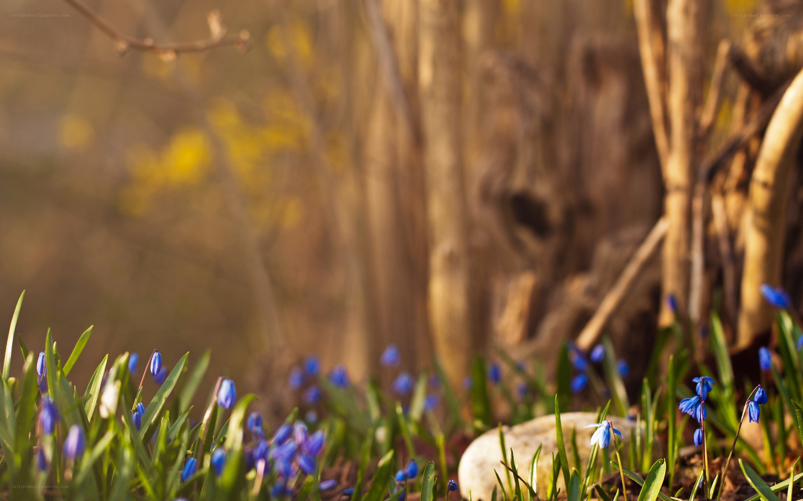 Blue flowers in a forest
