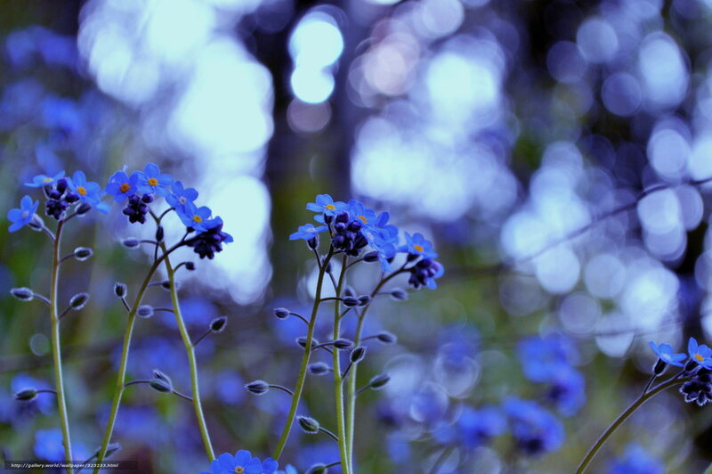 Blue flowers in a forest
