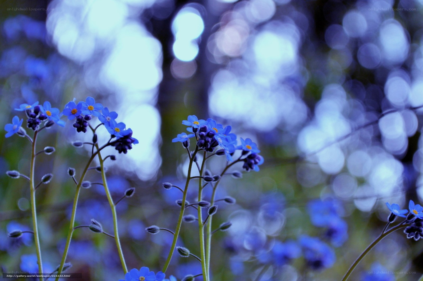 Blue flowers in a forest
