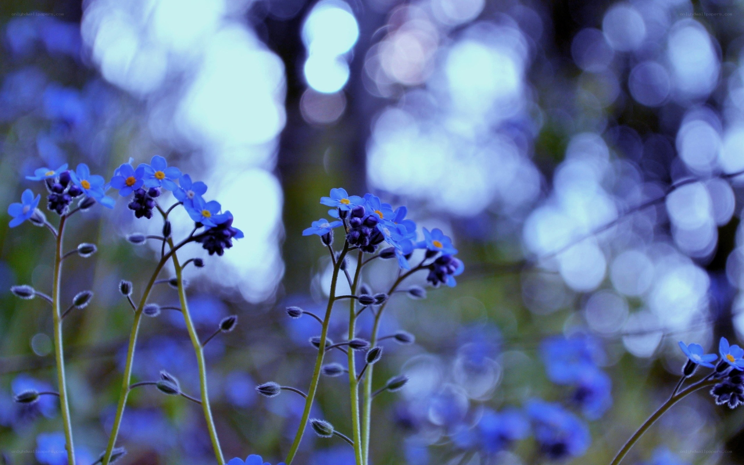 Blue flowers in a forest