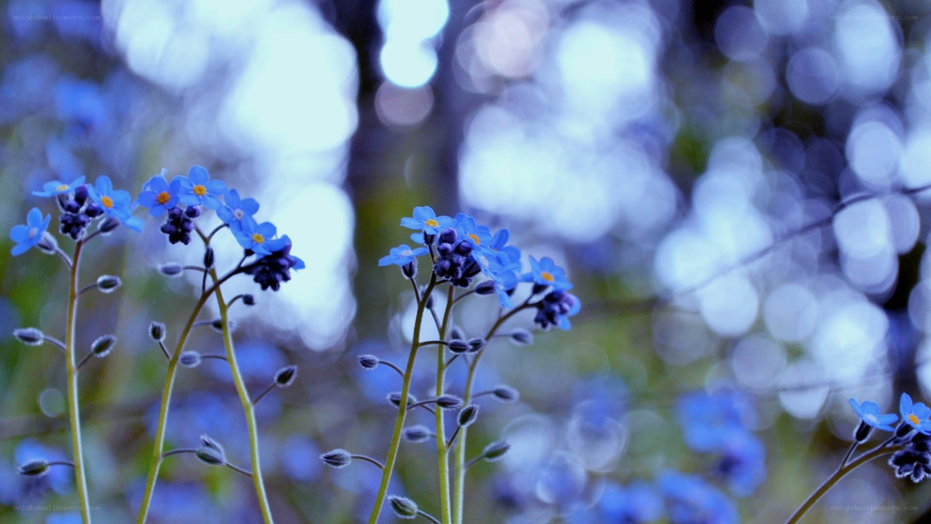 Blue flowers in a forest