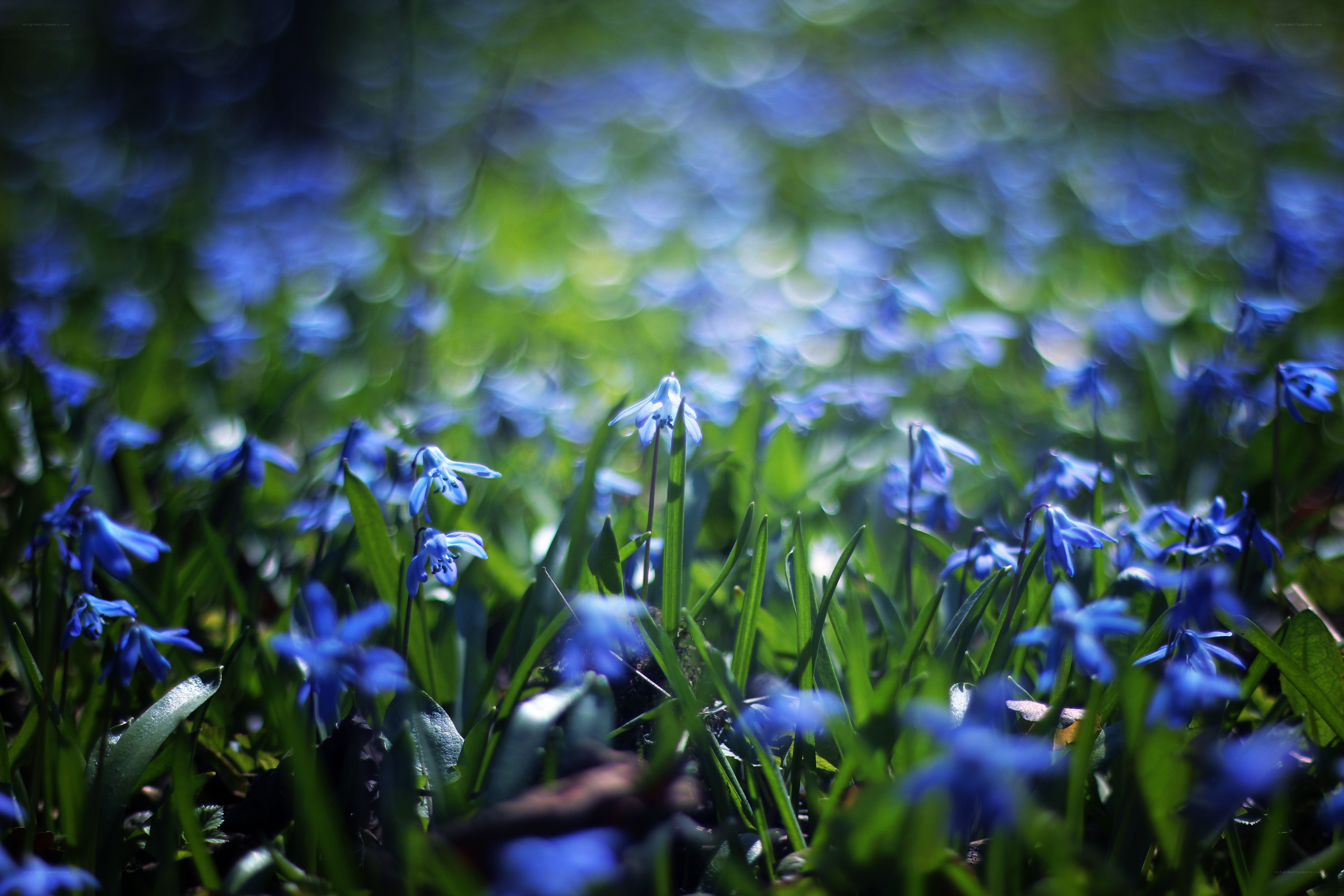 Blue flowers in a forest