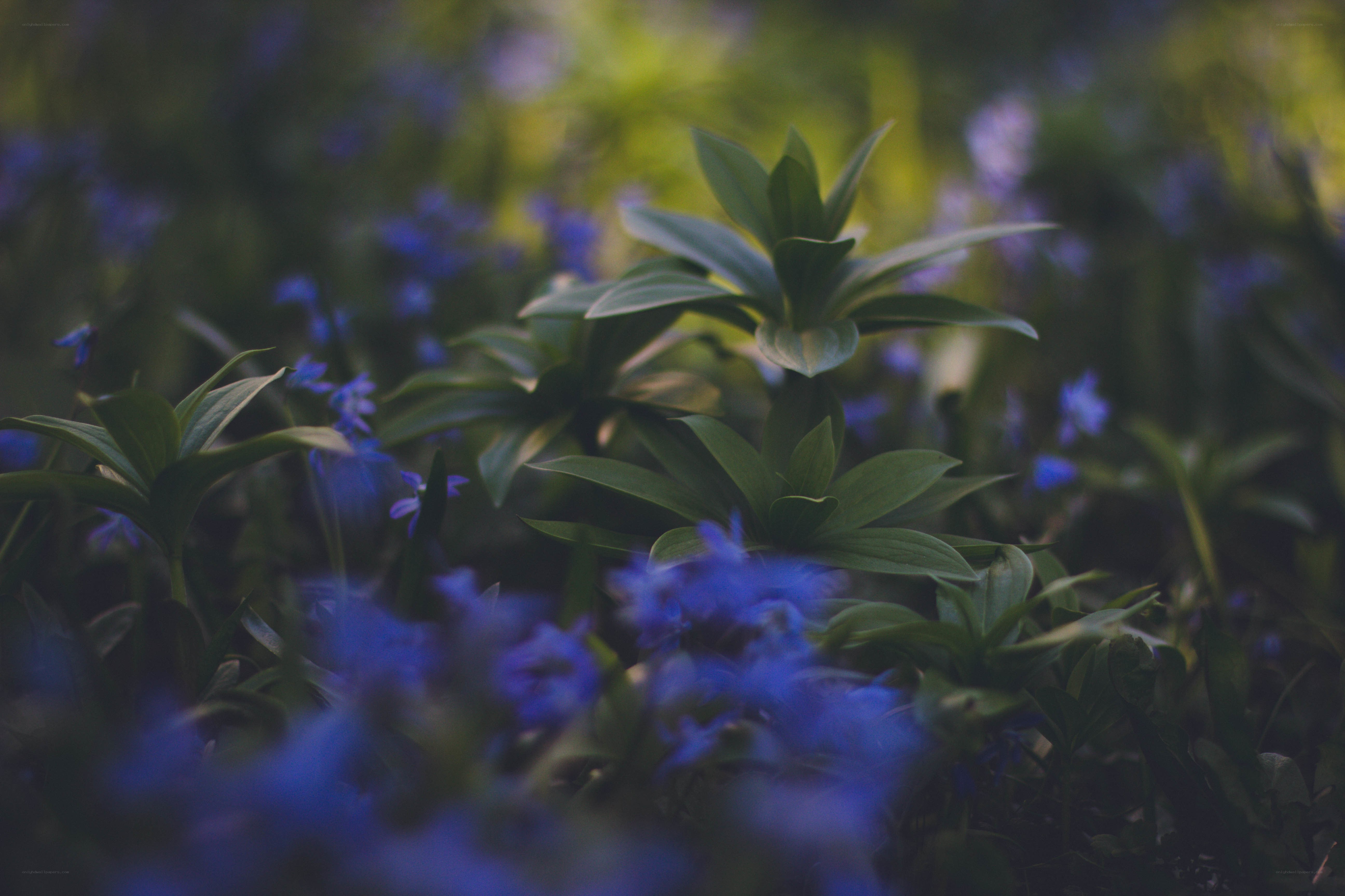 Blue flowers in a forest