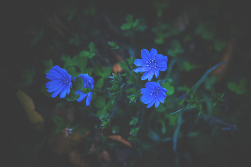 Blue flowers in a forest