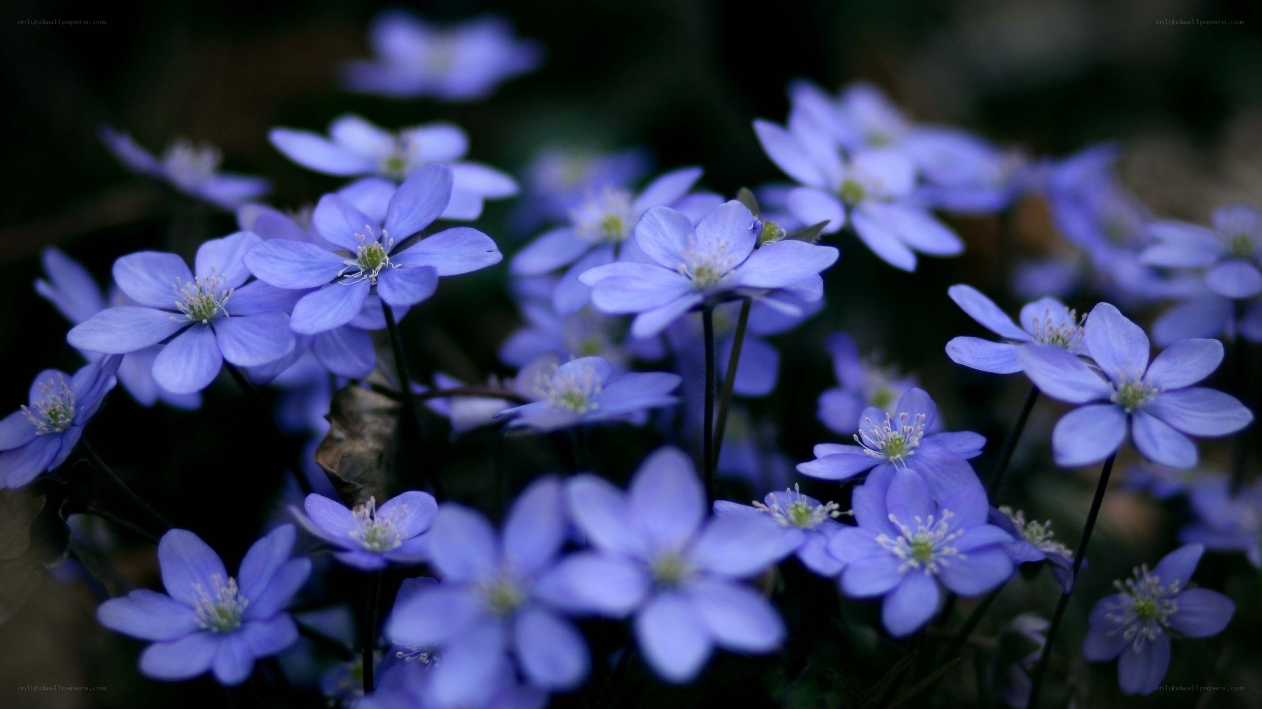 blue flowers in a forest