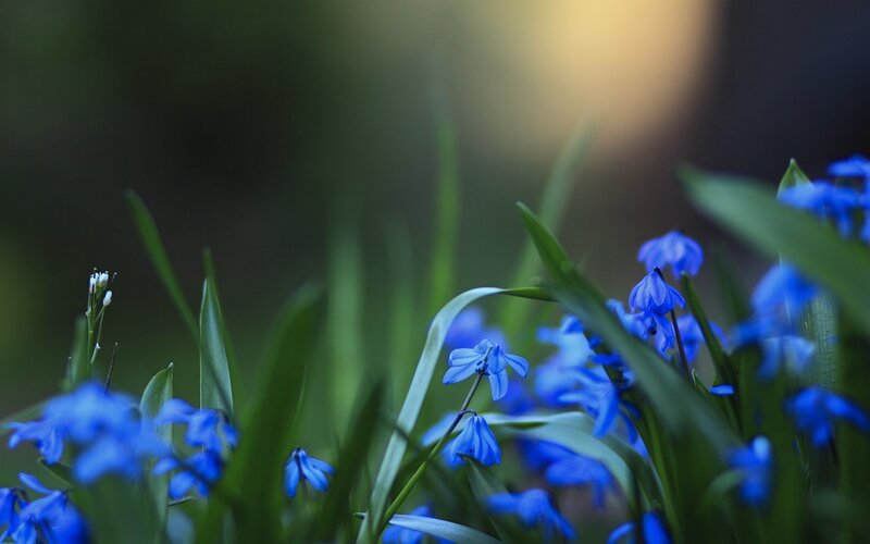 blue flowers in a garden