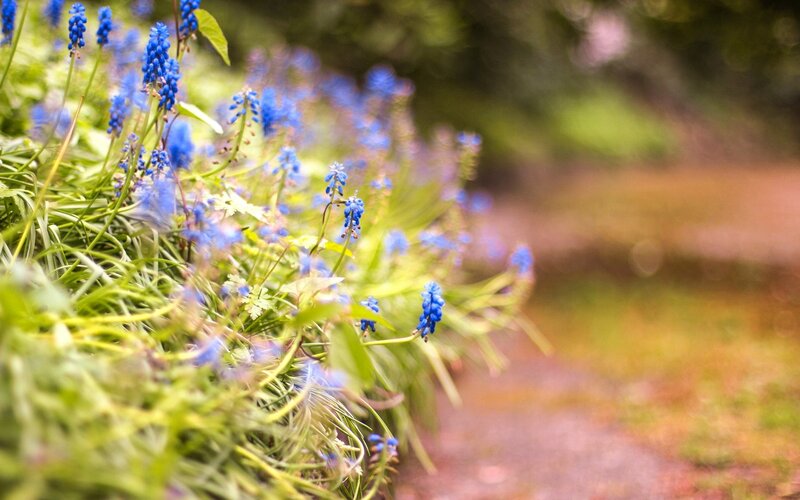 blue flowers in a garden