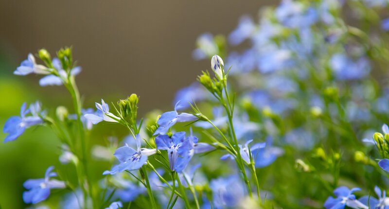 blue flowers in a garden