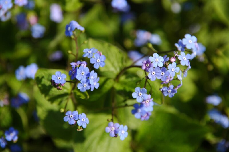 Blue flowers in a garden