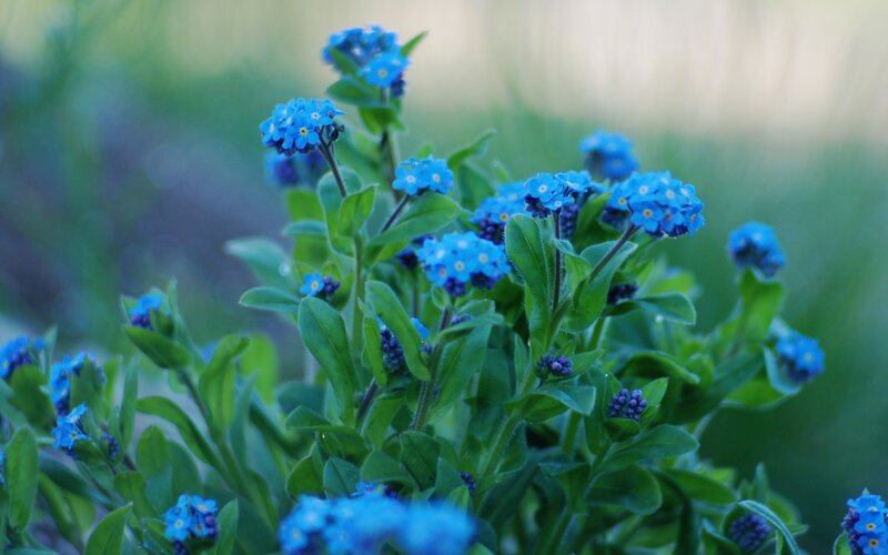 Blue flowers in a garden