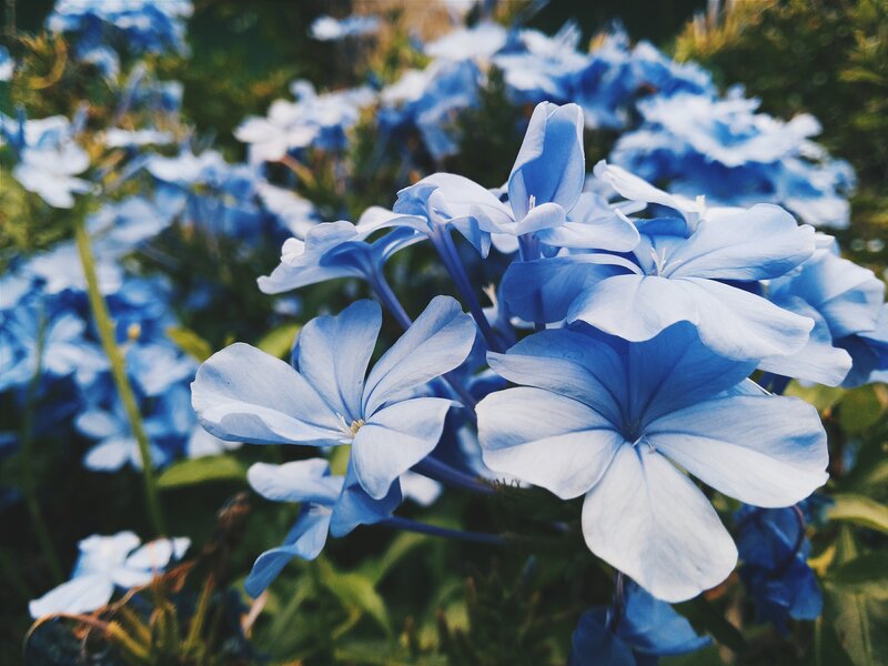 Blue flowers in a garden