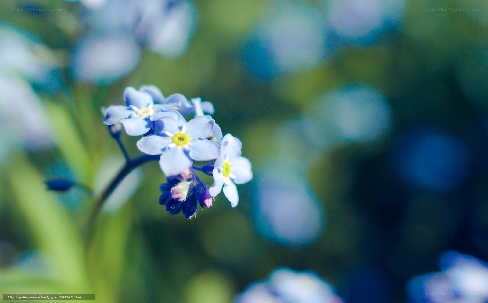 Blue flowers in a garden
