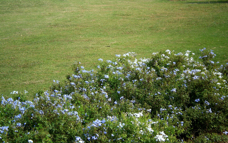 Blue flowers in a grassy field