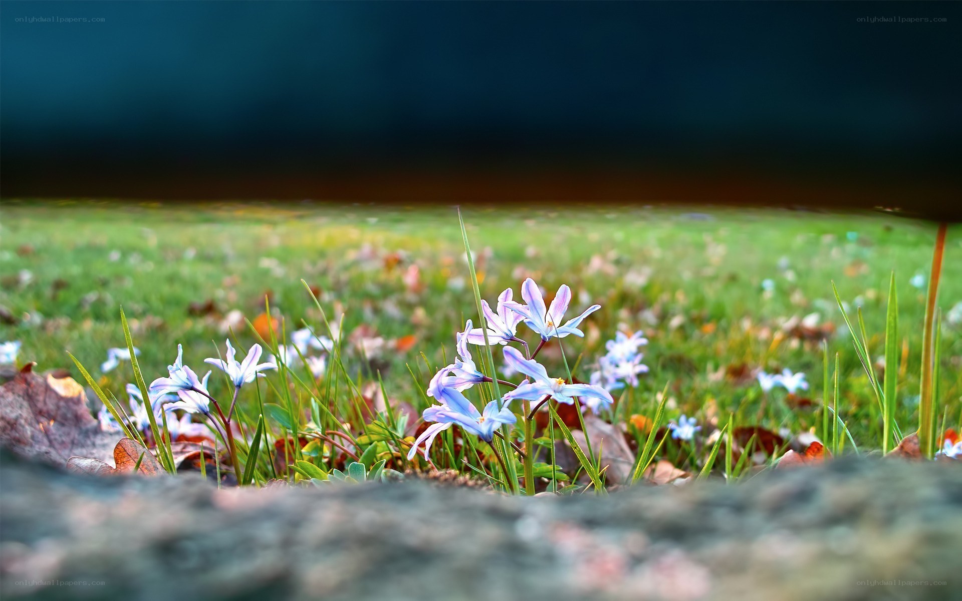 Blue flowers in a grassy field