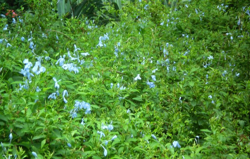Blue flowers in a green bush