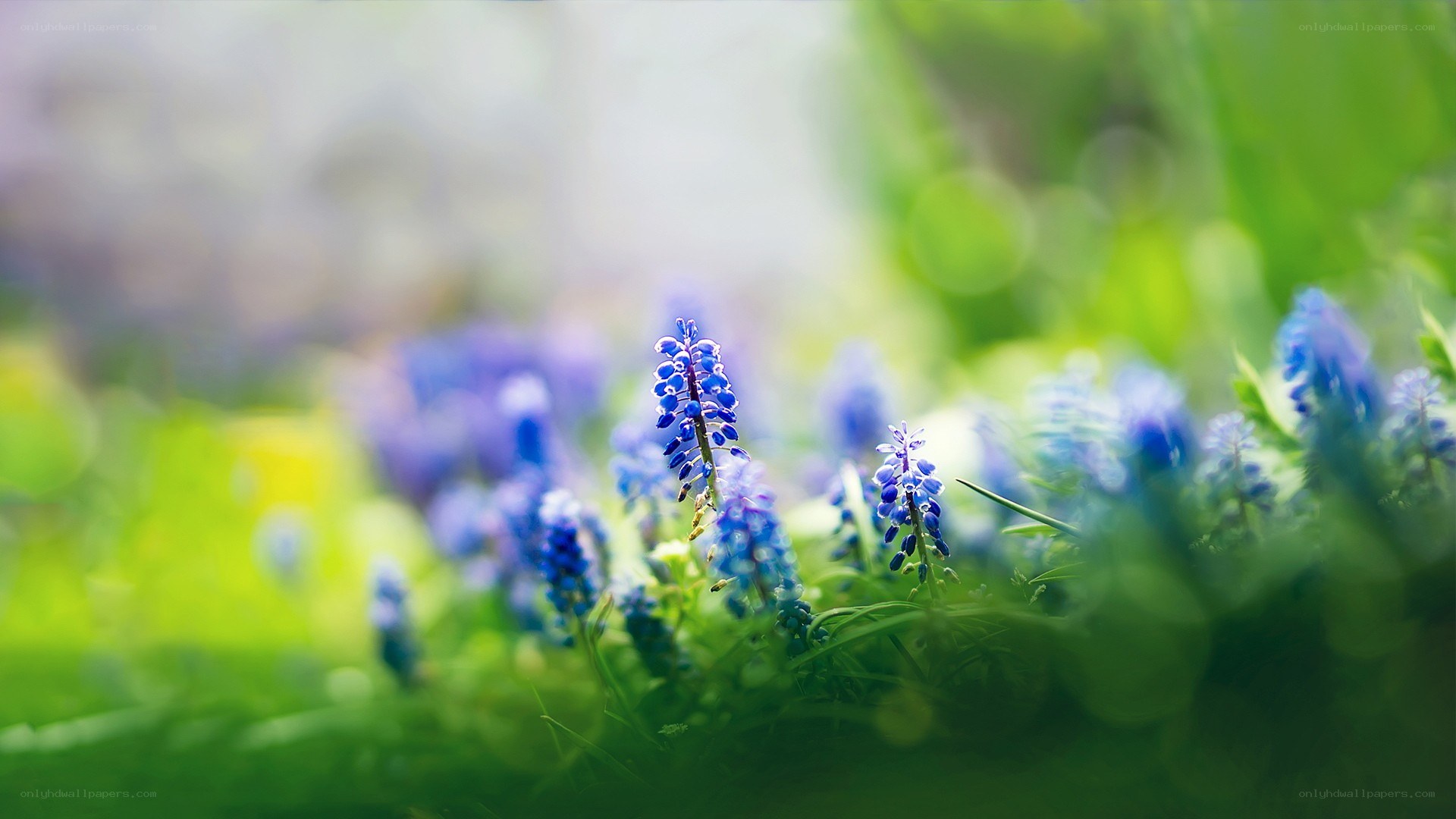Blue flowers in a green field