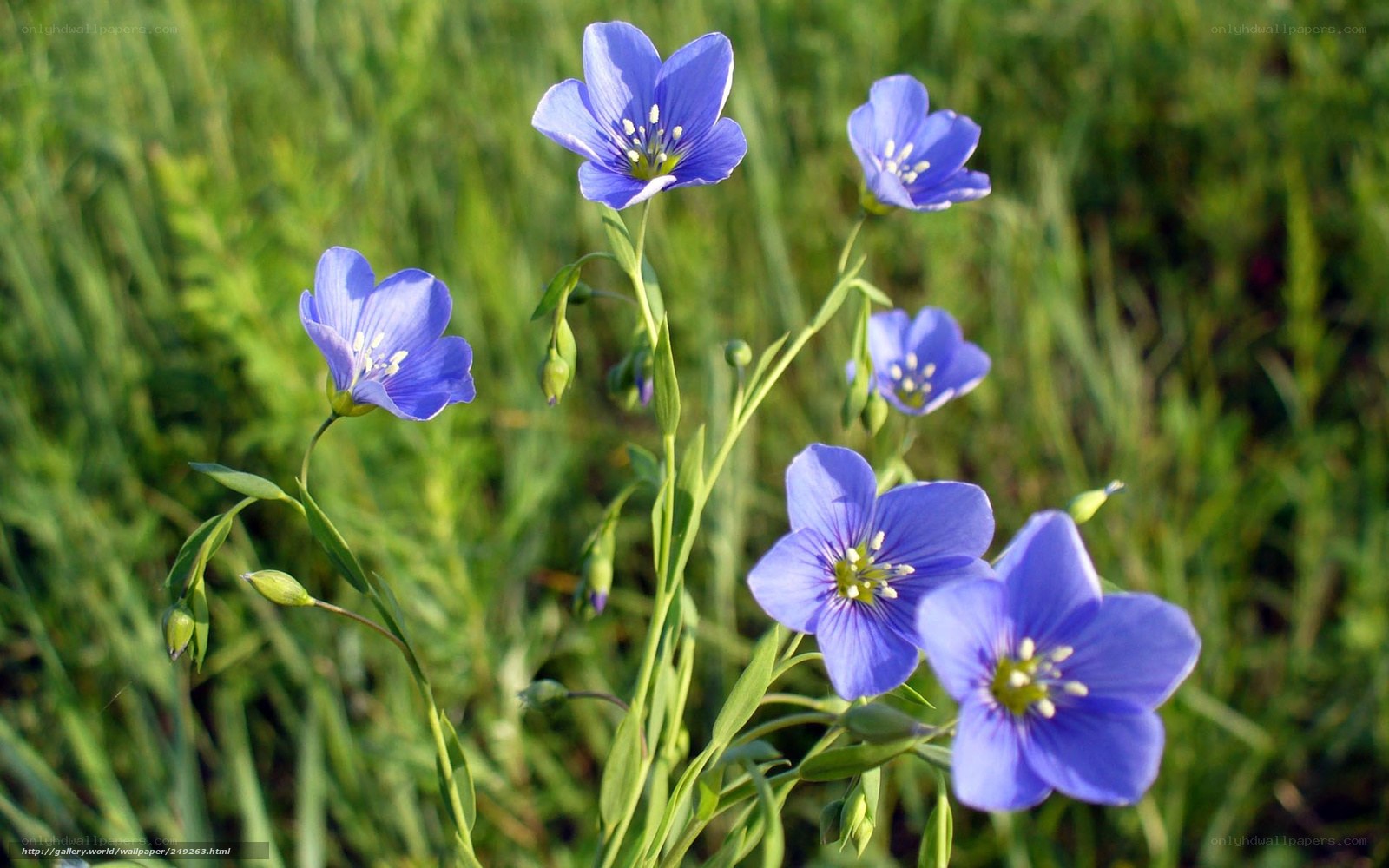 Blue flowers in a green field