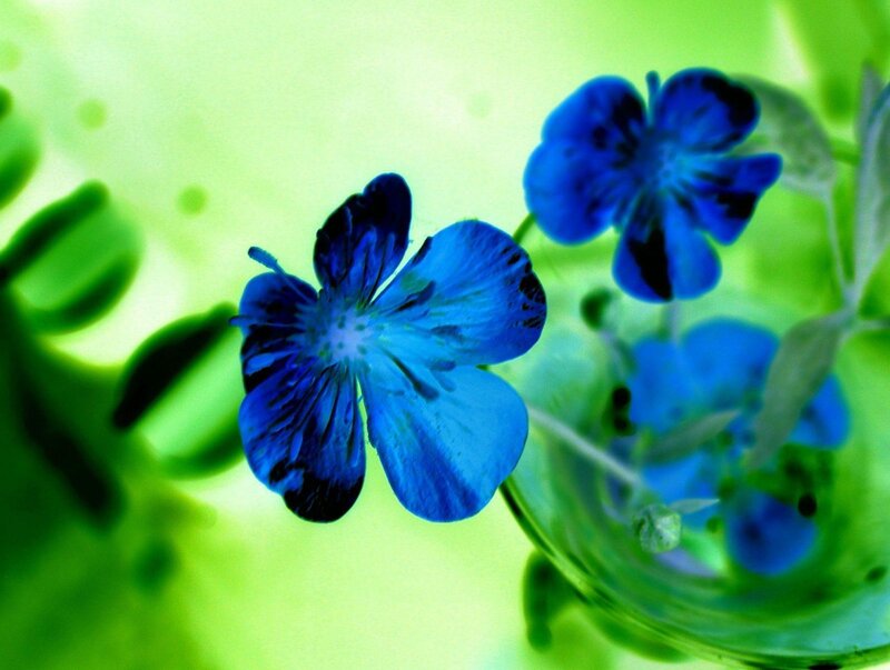 Blue flowers in a green setting