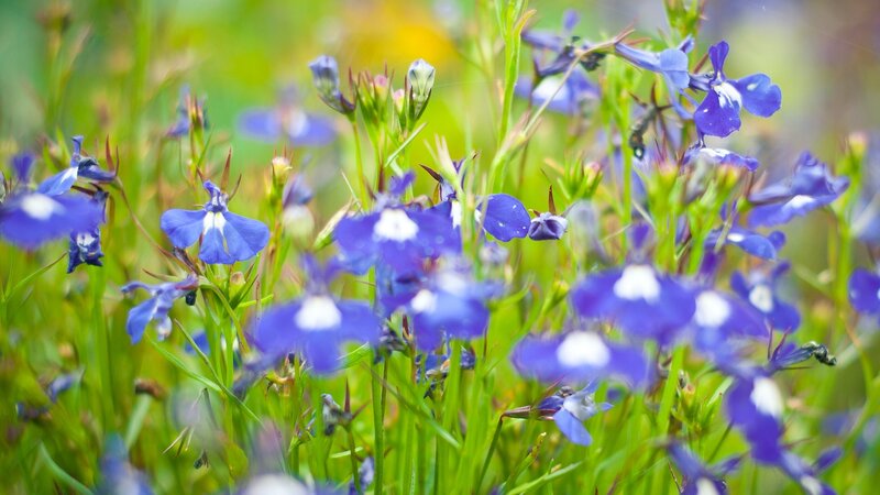 blue flowers in a meadow