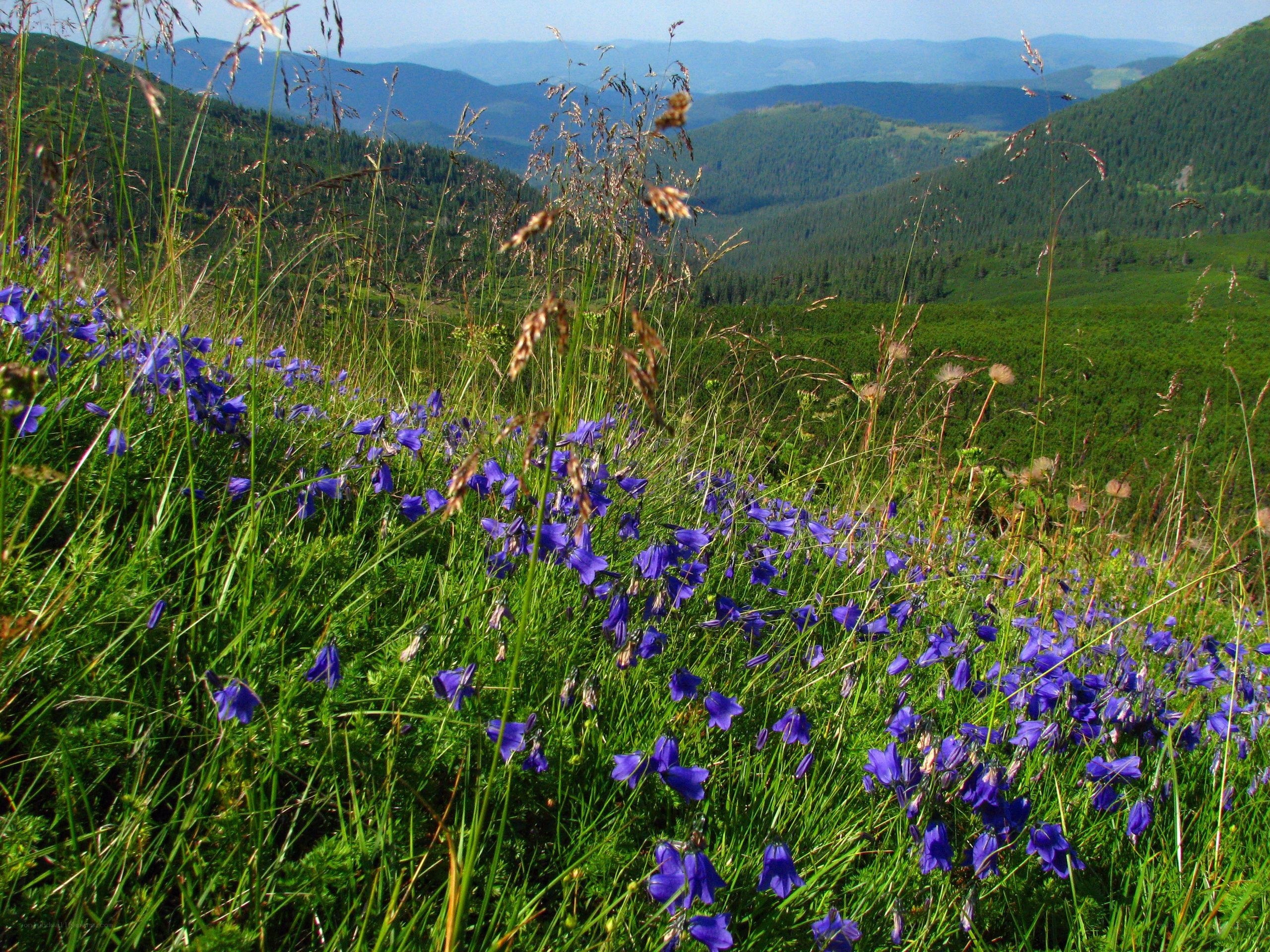 Blue flowers in a mountain meadow