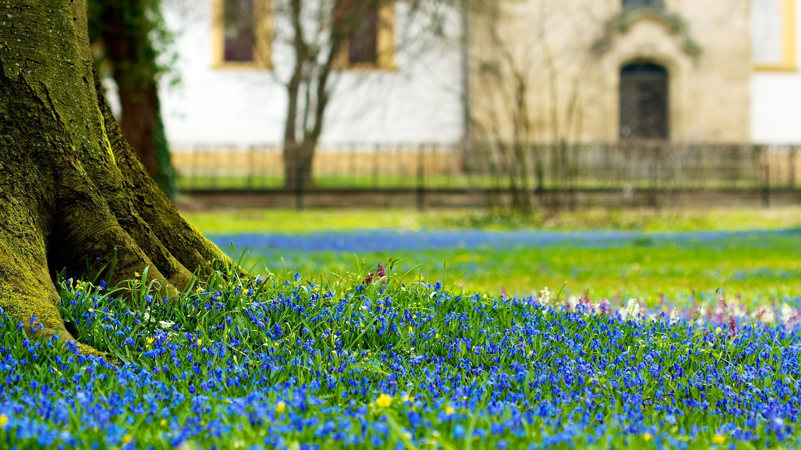 Blue flowers in a park