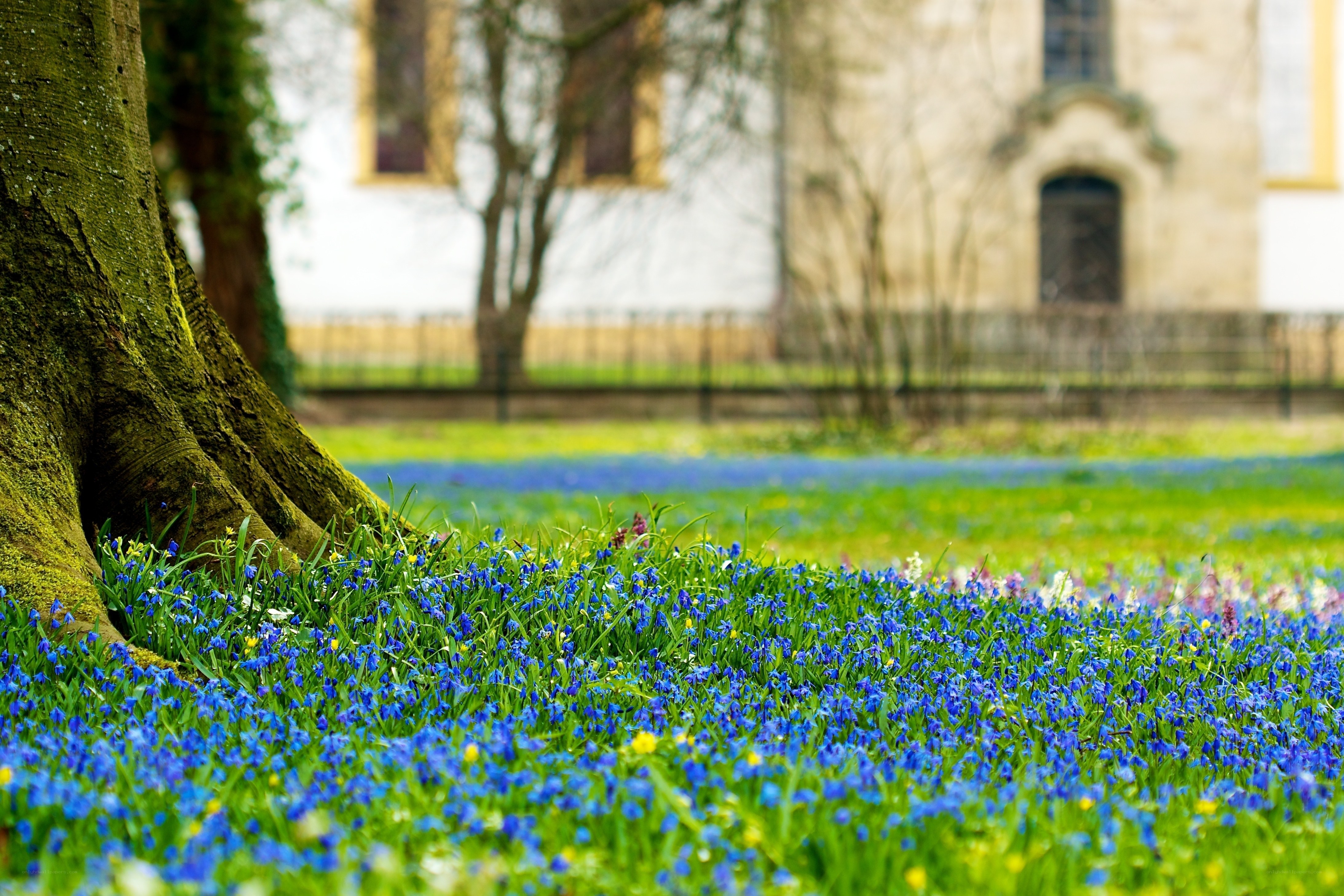 Blue flowers in a park