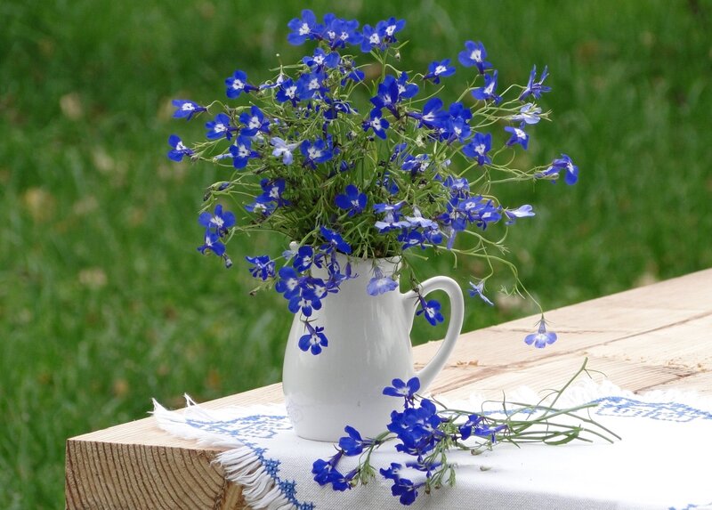 Blue Flowers in a Pitcher — Serene, Afternoon