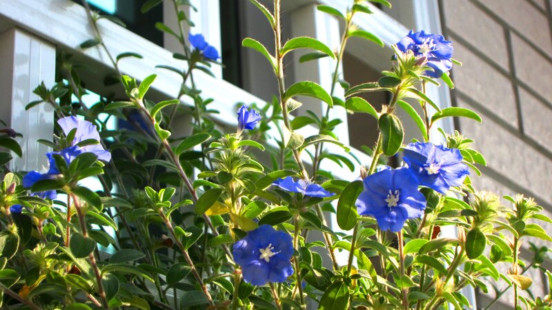 Blue Flowers in a Pot — Serene