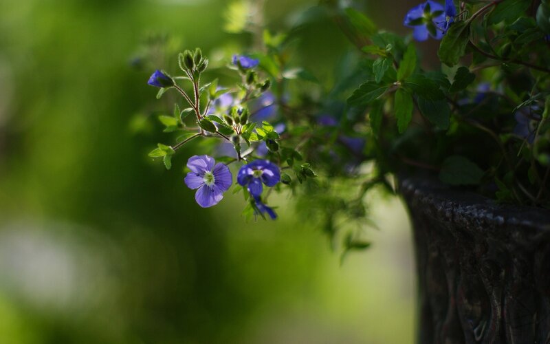 blue flowers in a pot