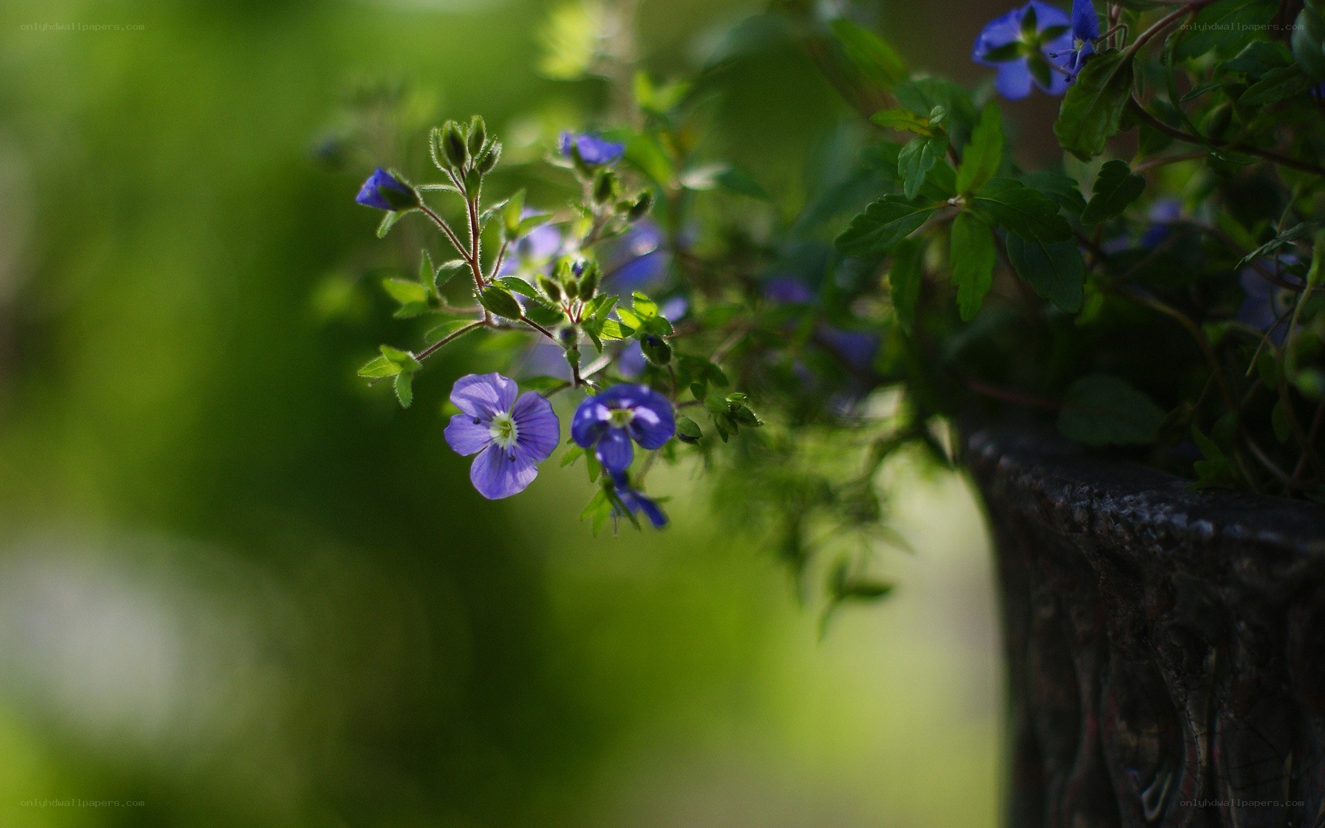 blue flowers in a pot