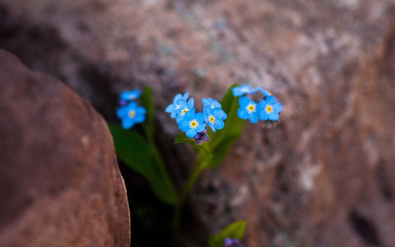 Blue flowers in a rock crevice