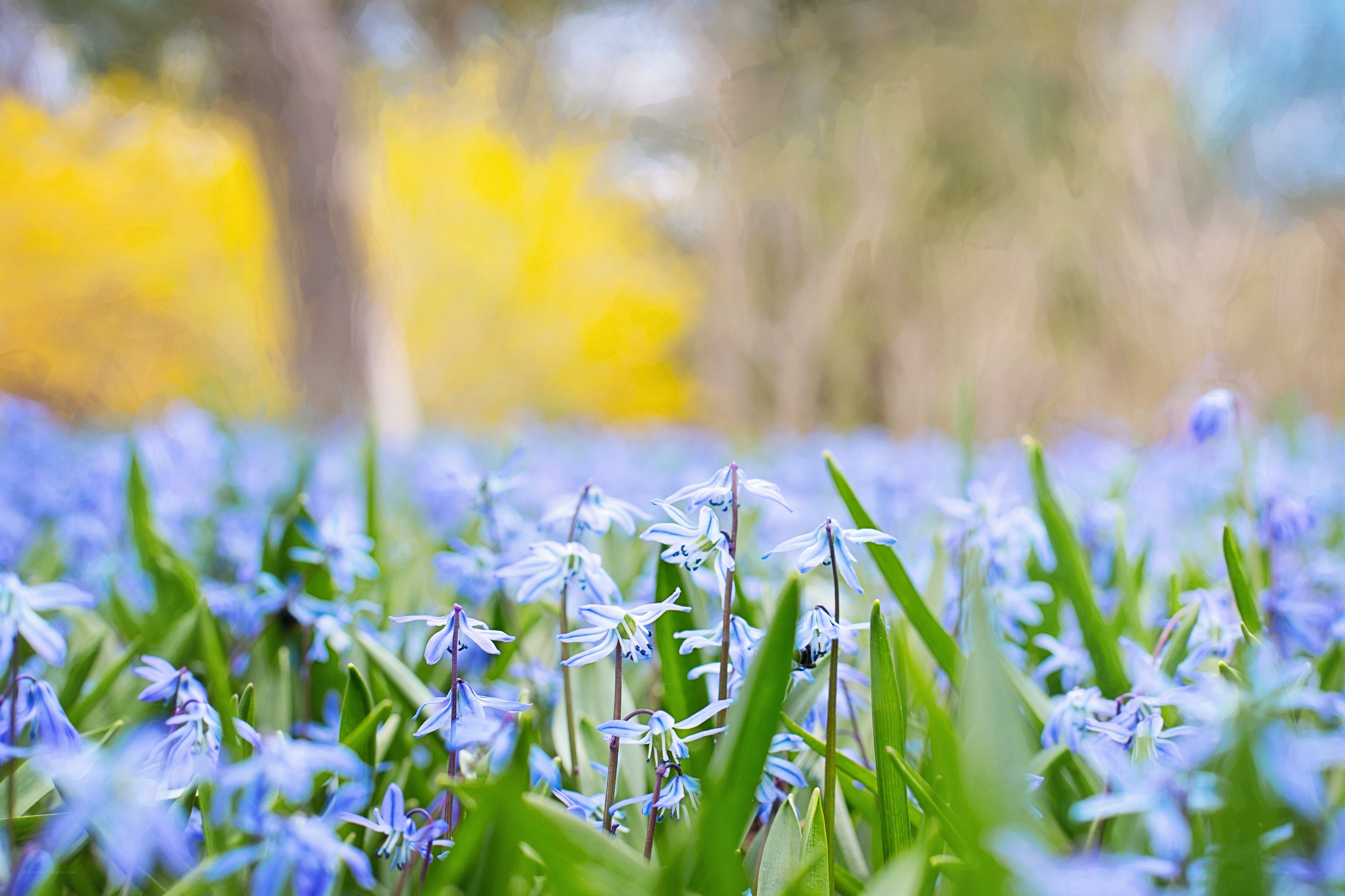 Blue flowers in a spring field