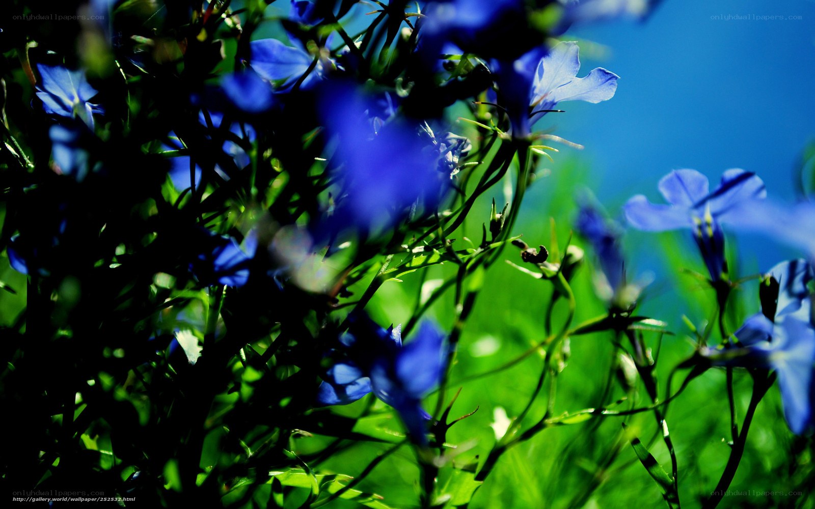 Blue flowers in a sunny field