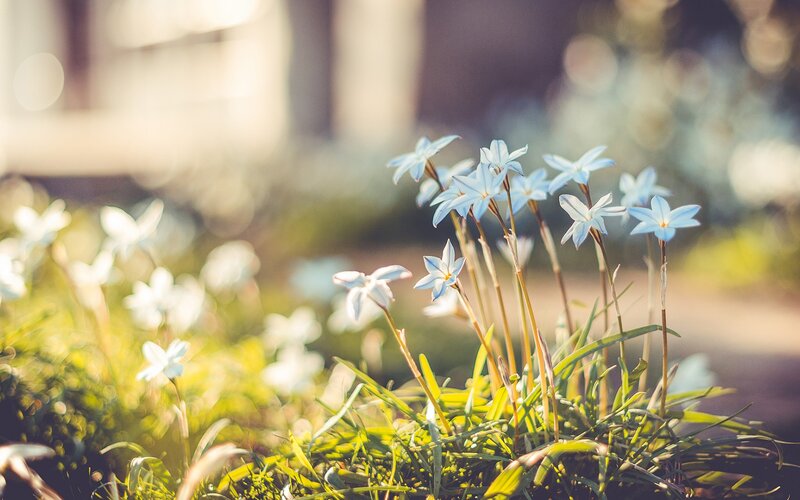 Blue flowers in a sunny garden