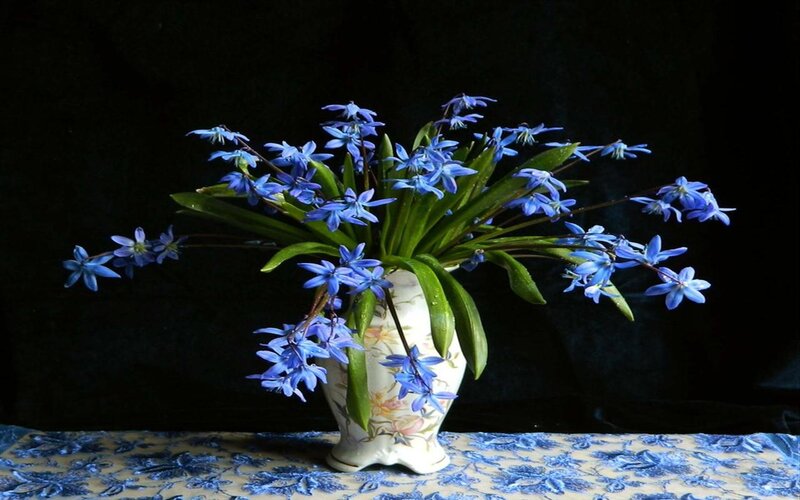 Blue Flowers in a Vase — Dramatic, Photograph, Tablecloth