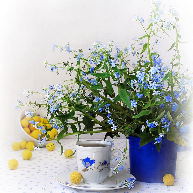 Blue Flowers in a Vase — Serene, Morning, Photograph