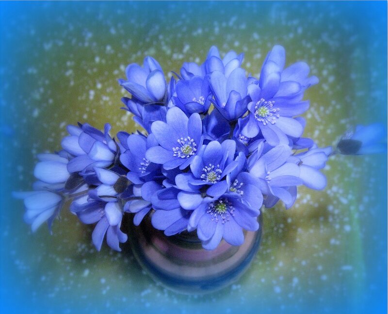 Blue Flowers in a Vase — Serene, Photograph, Background