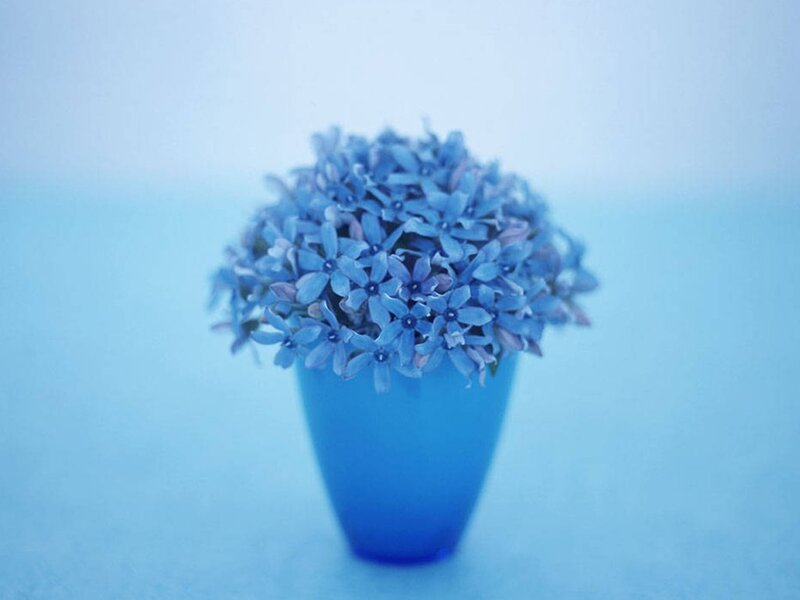 Blue Flowers in a Vase — Serene, Photograph