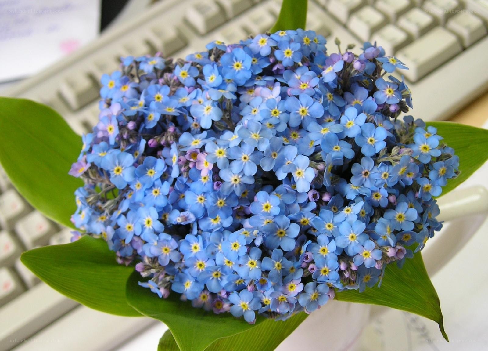 blue flowers in a vase